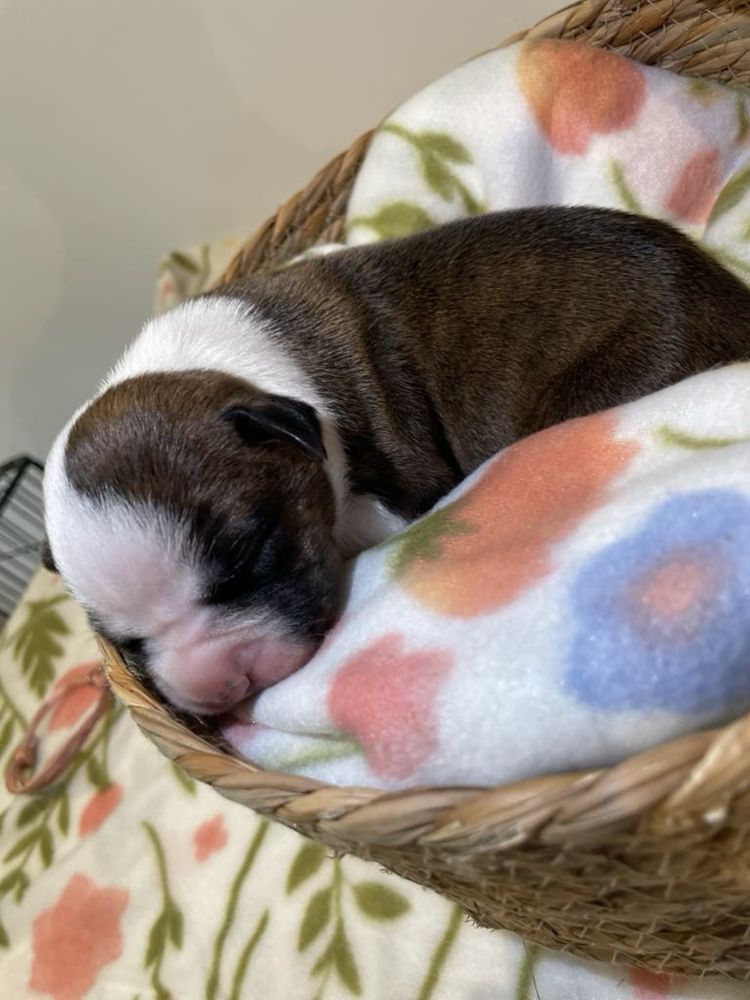AMSTAFF ZKWP/FCI Szczenieta American Staffordshire Terrier