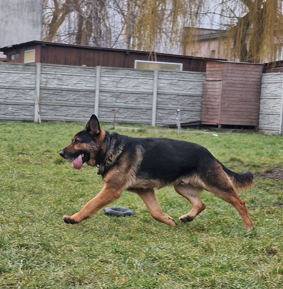 Goran owczarek niemiecki do adopcji Kalisz Wroclaw Poznan Lódź
