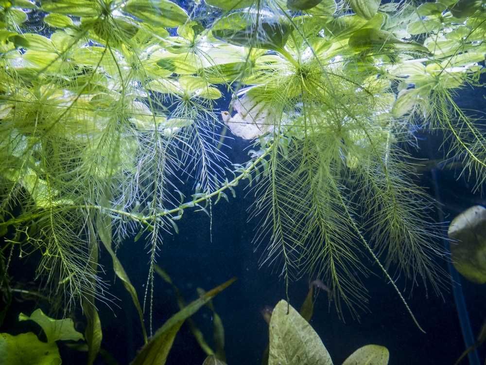 Łatwe rośliny do akwarium z Gupikami lub innymi żyworódkami zestaw M