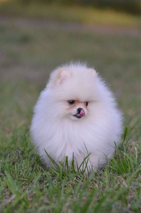 Гарненька крем дівчинка