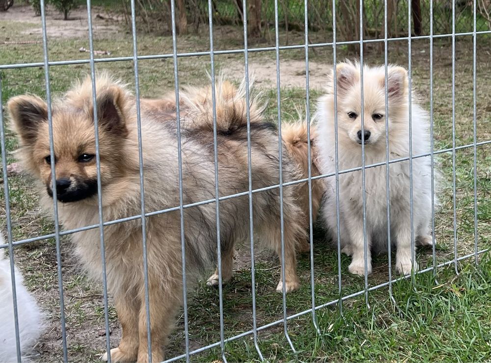 Pomeranian szpic miniatura sliczy piesek