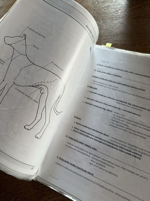 Notatki z anatomi polaczenia kosci i stawow Uniwersytet Wroclawski