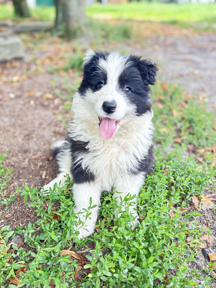 Border collie suczka z rodowodem