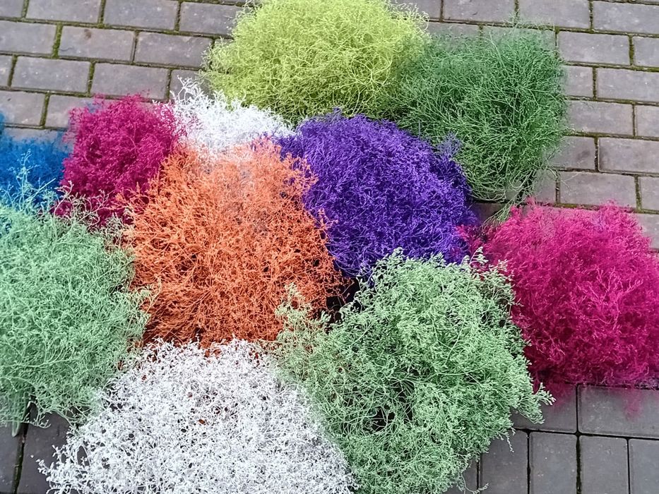 Zatrwian tatarski,wrębny ,limonium