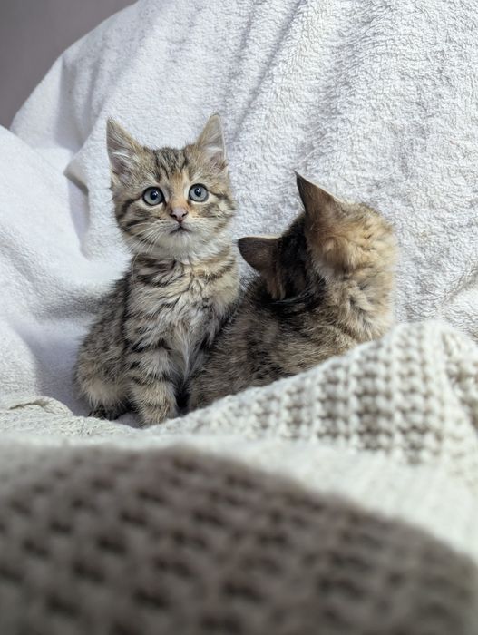 Кошенята, котики. Самбір