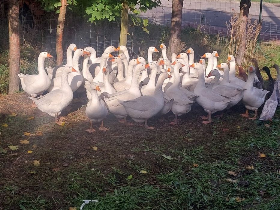 Tuszki gęsi owsianej