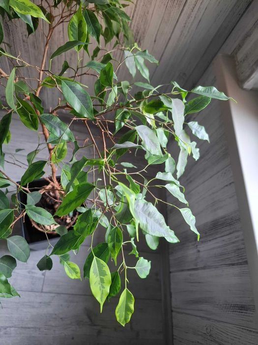 Sprzedam kwiatek w doniczce benjamin