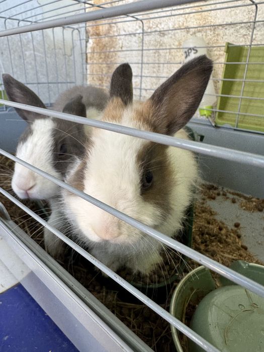 Vendo Coelho anão juntos ou separados