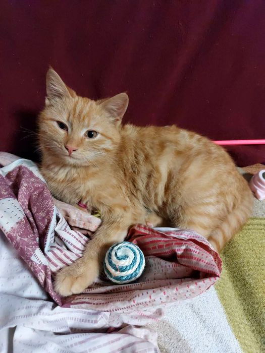 Маленький рыжий котенок ищет дом! Котята в хорошие руки!