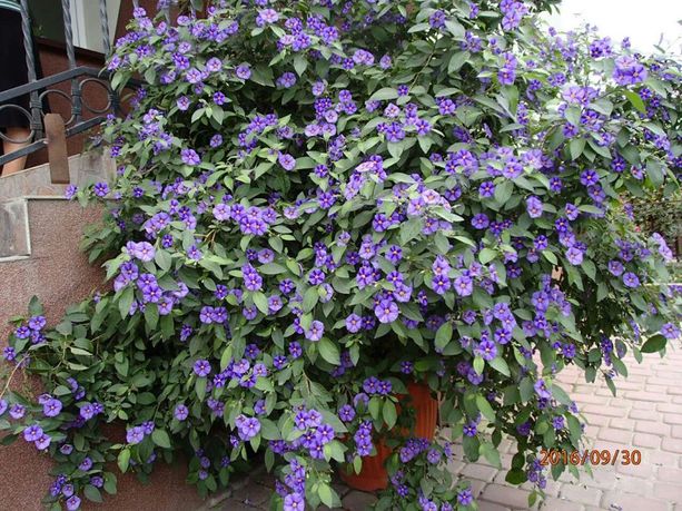 Solanum rantonetti-szafirowa burza -psianka - sadzonka doniczka