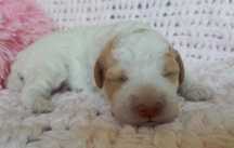 Lagotto Romagnolo biało pomarańczowa suczka ZKwP/FCI