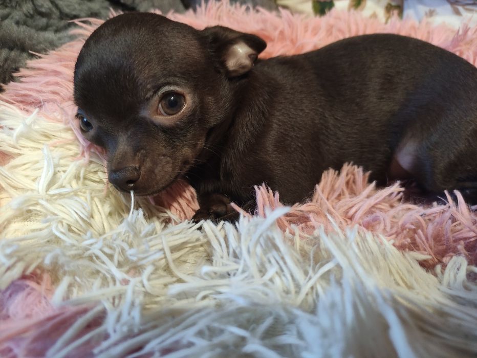 Cudowny odchowany piesek Chihuahua gorzka czekolada.Rodowód 4pokolenia