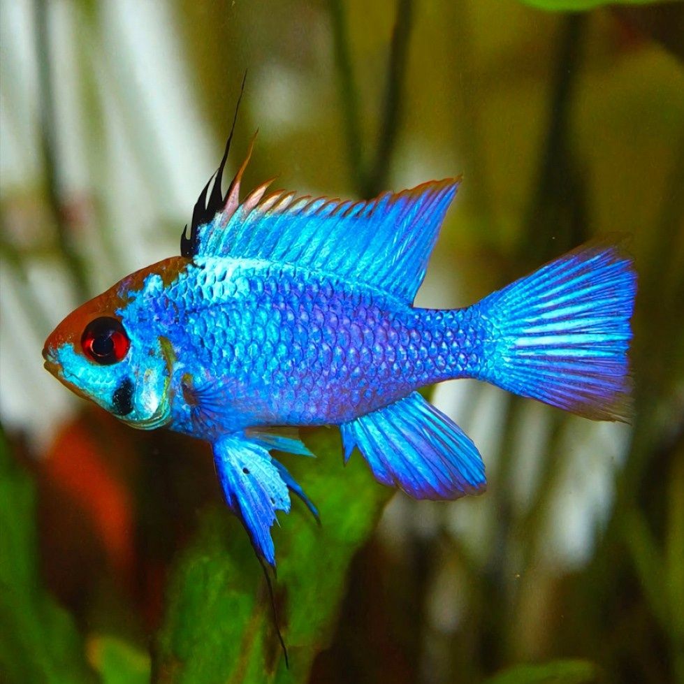 Pielegniczka mikrogeophagus ramirezi electric blue pielegniczki rybki