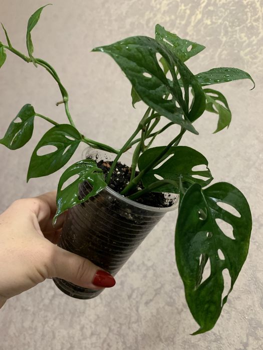 Продам монстеру з кружевним листям