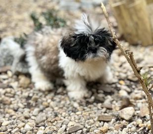 Shihtzu suczka gotowa do odbioru