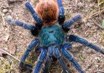 chromatopelma cyaneopubescens samica L8
