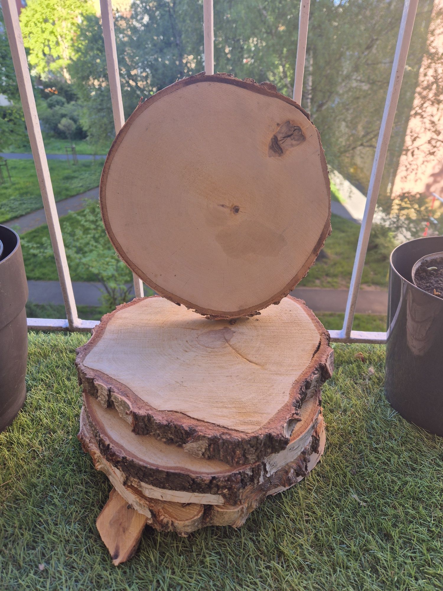 Suchy Plaster drewna krążek brzoza 23-27 cm wesele impreza