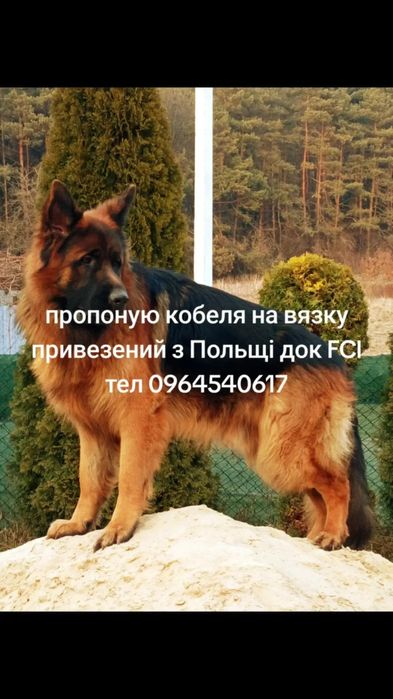 Кобель німецької вівчарки на в'язку