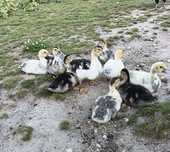 Patos; Galos;Galinhas; Frangos; Gansos ;