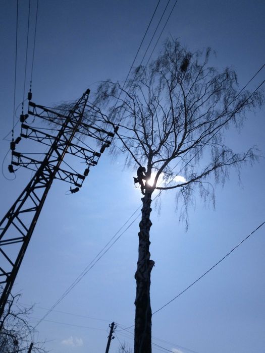 Зрізання аварійних дерев