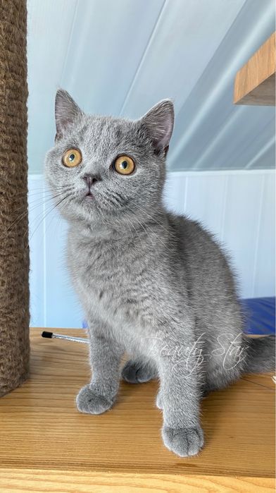 Кошеня, виховане у найкращих традиціях.