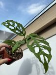 Monstera obliqua Peru M011