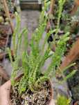 Crassula muscosa