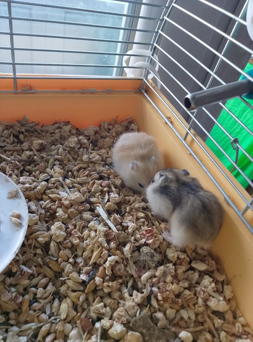 Джунгарские хомячки