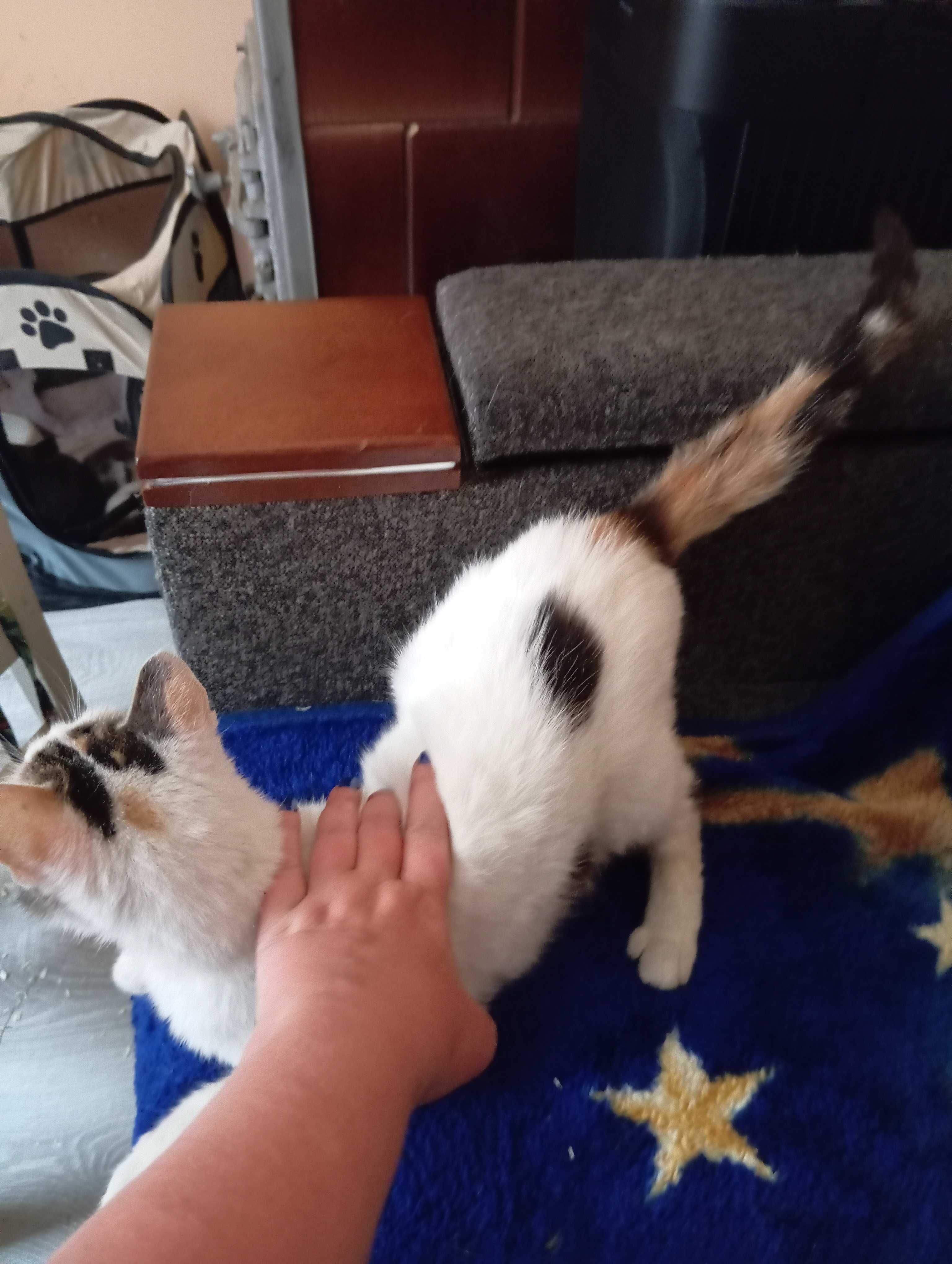 Oddam kotkę za darmo