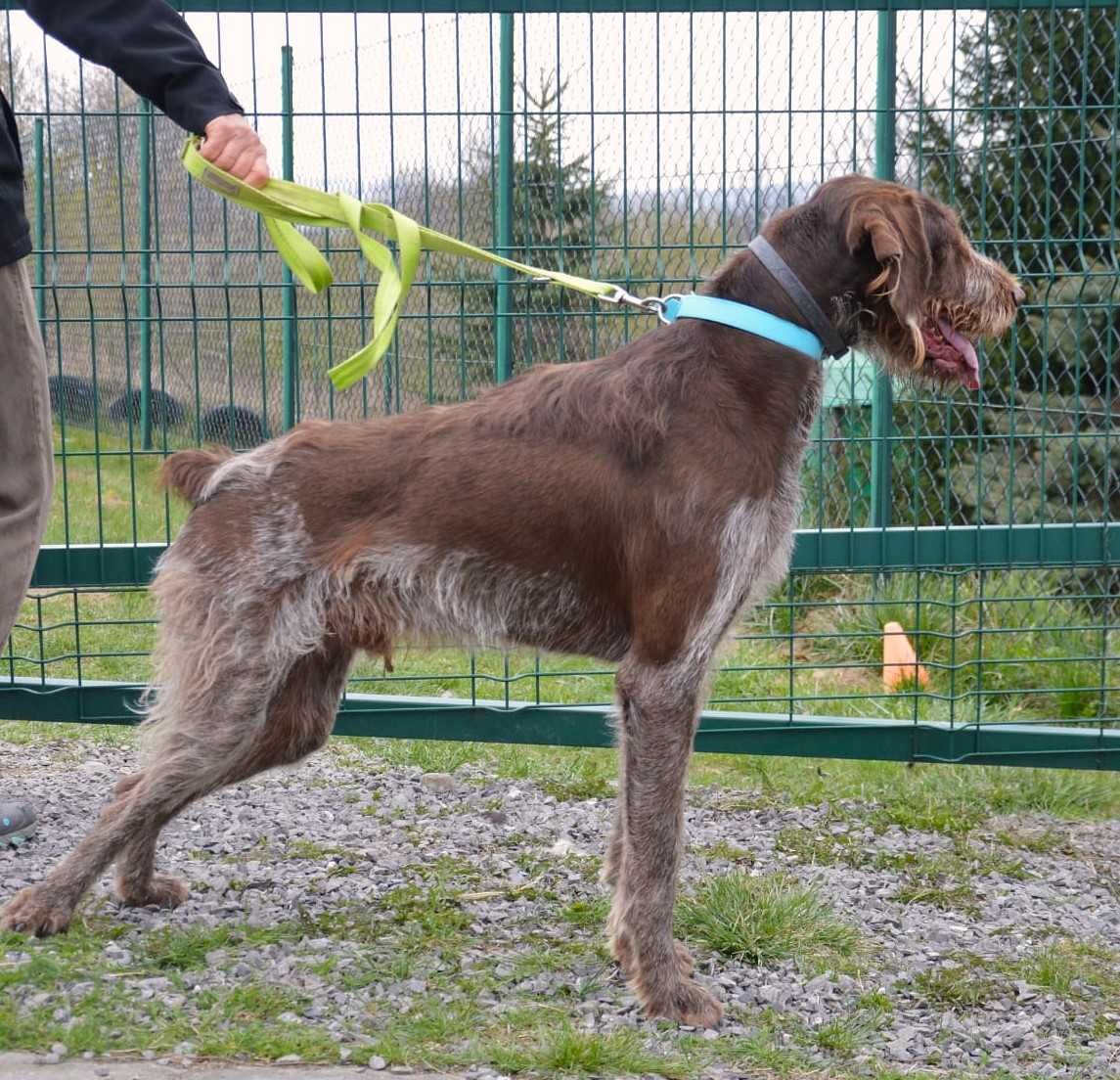 Charlie w typie wyżła szuka fajnego domu !