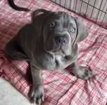Cane Corso Italiano