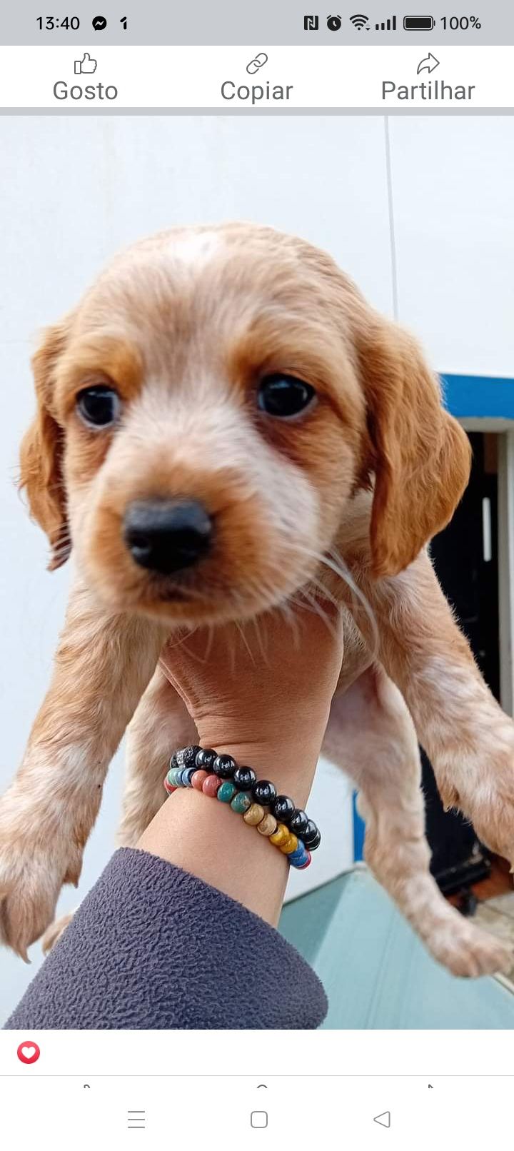 Cachorrinhos para adoção responsável