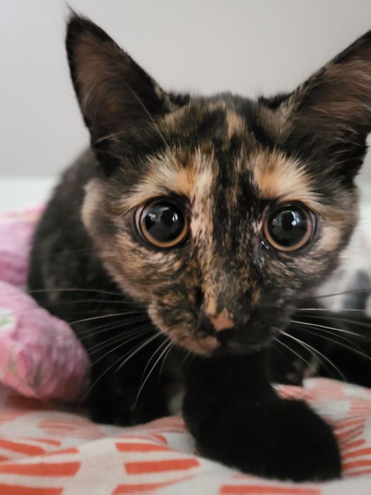 Kochajaca zabawna kotke oddam w dobre ręce