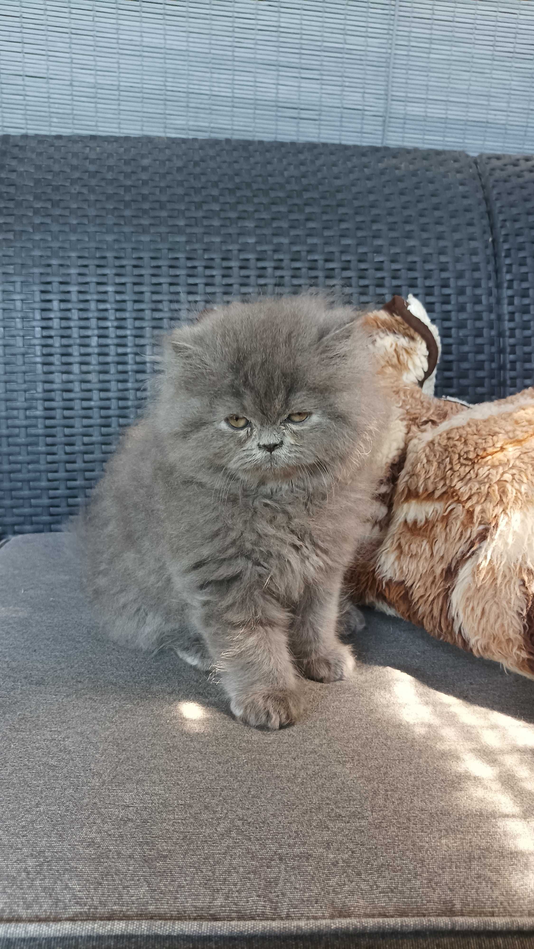 kocurek perski kociak