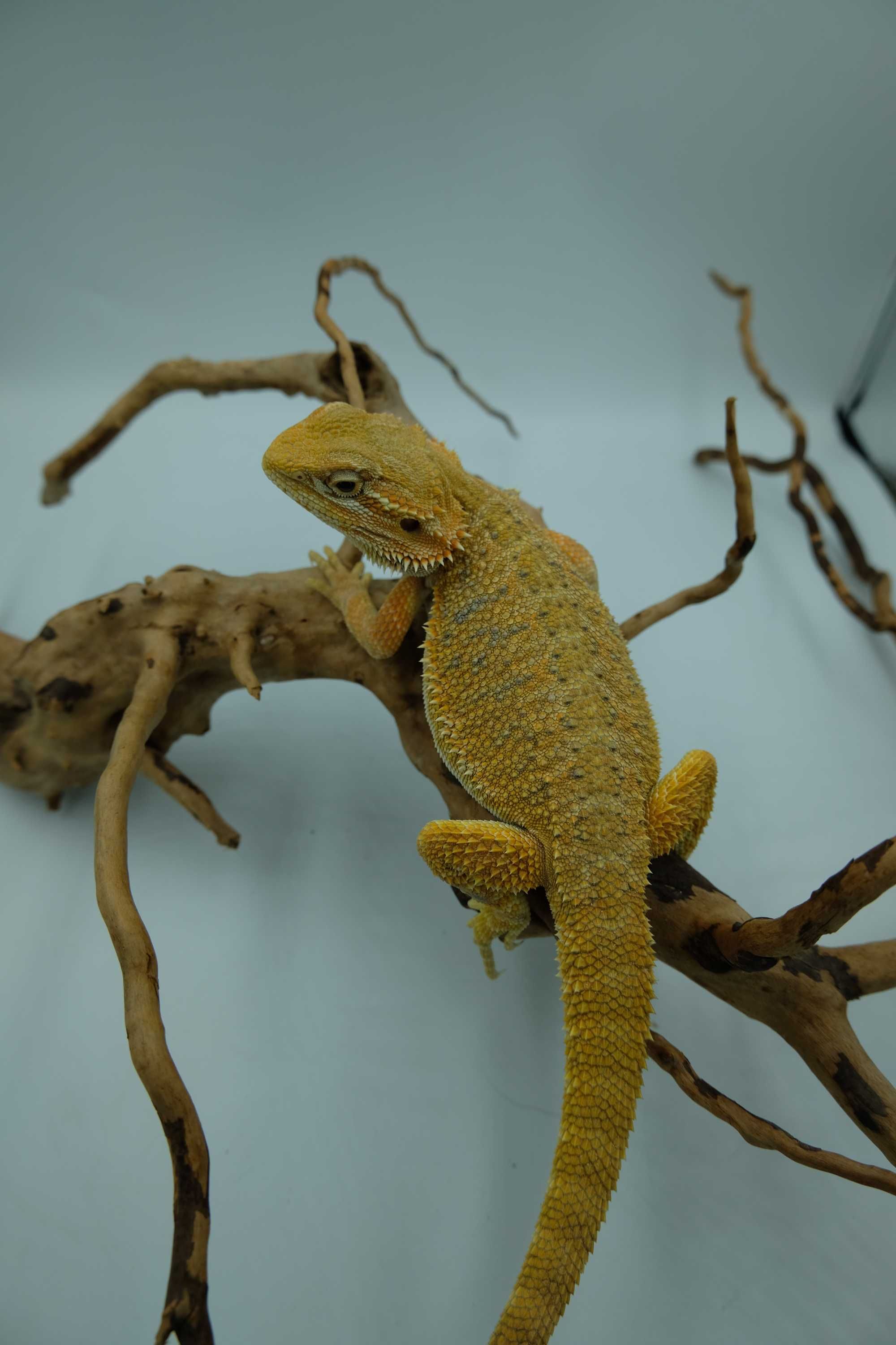 Agama brodata Gekon Jaszczurka dla początkującego zbożówka