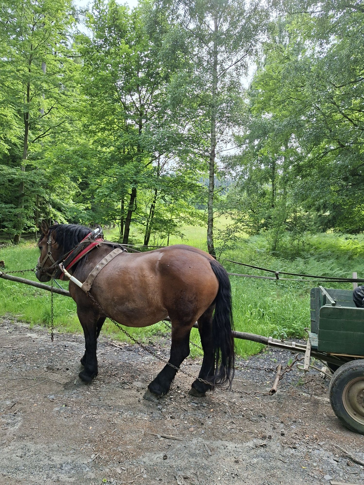 Sprzedam klacz zimnokrwistom