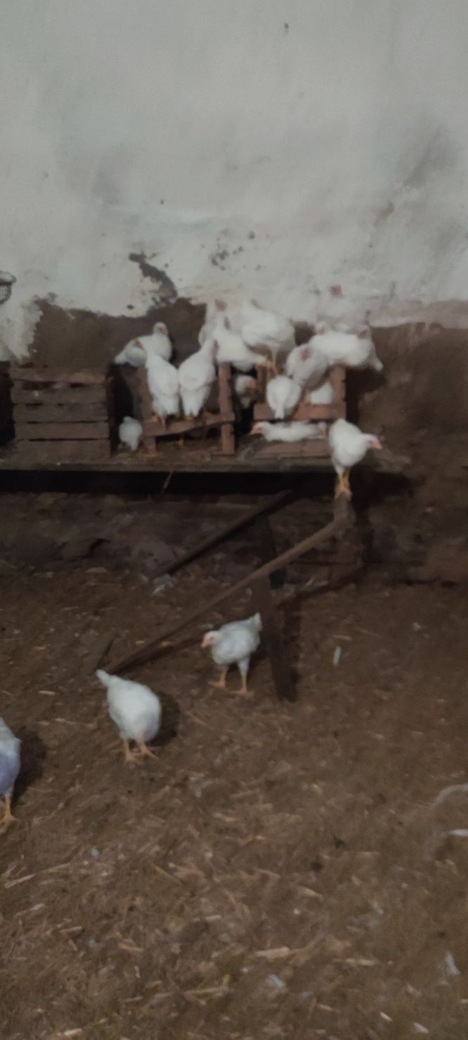 Sprzedam kurczęta lekhorn