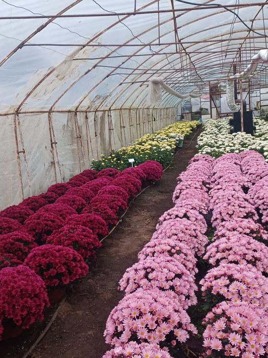 Chryzantemy drobnokwiatowe