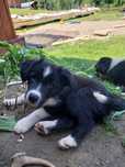 Pies Border Collie