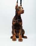 Szczeniak Doberman FCI