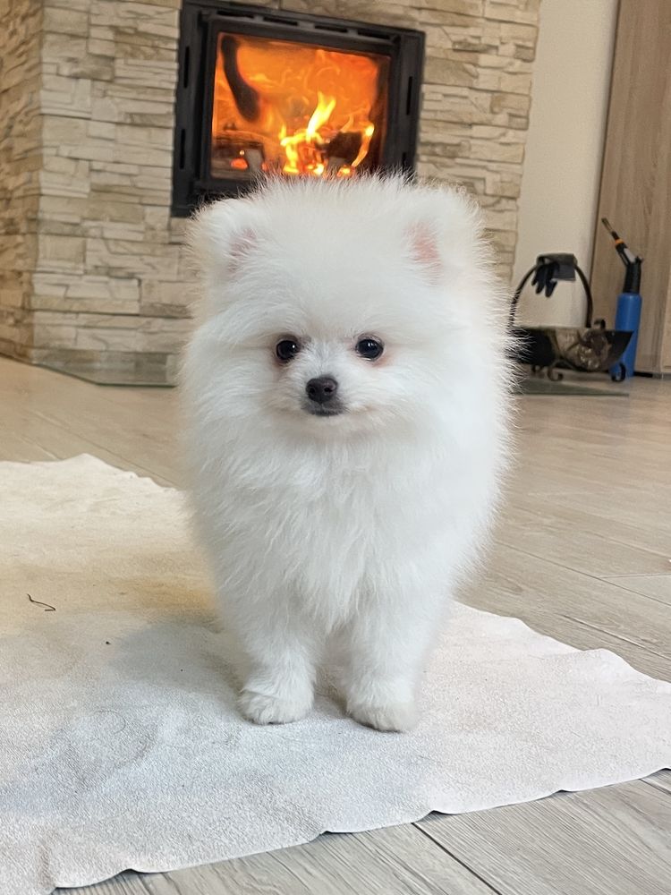 Pomeranian Szpic Miniaturowy Biały FCI ZKwP