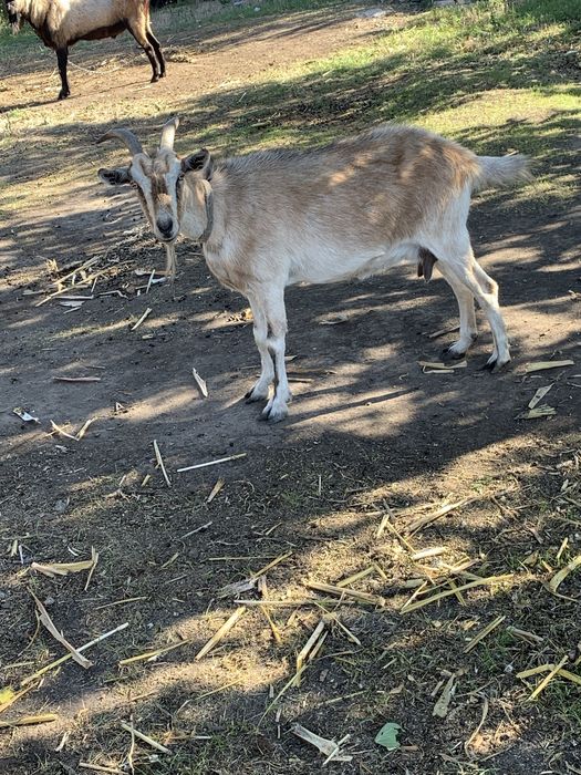 Продам козу