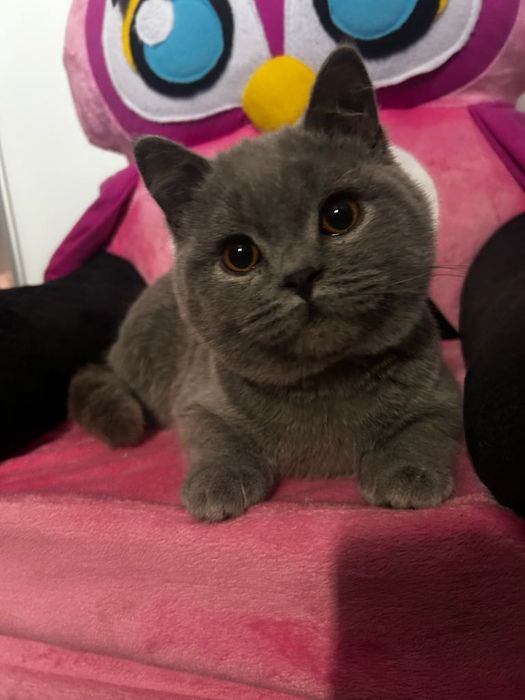 Kotki brytyjskie kociaki kocurki niebieskie krótkowłose