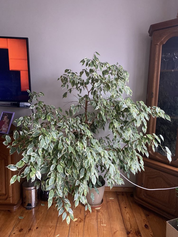 Fikus Benjamina Duży