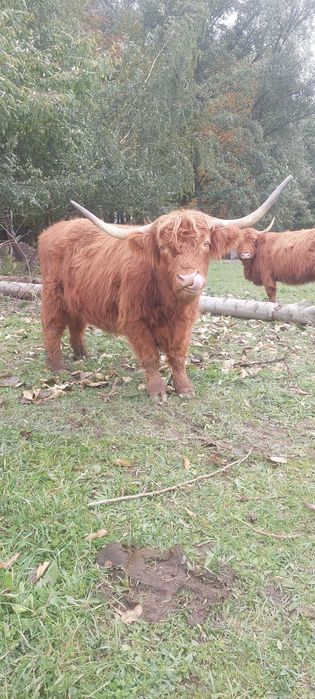 Krowa Bydło Szkockie Highland