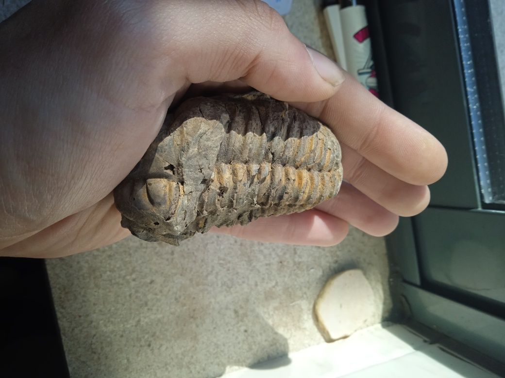 Trilobite fóssil