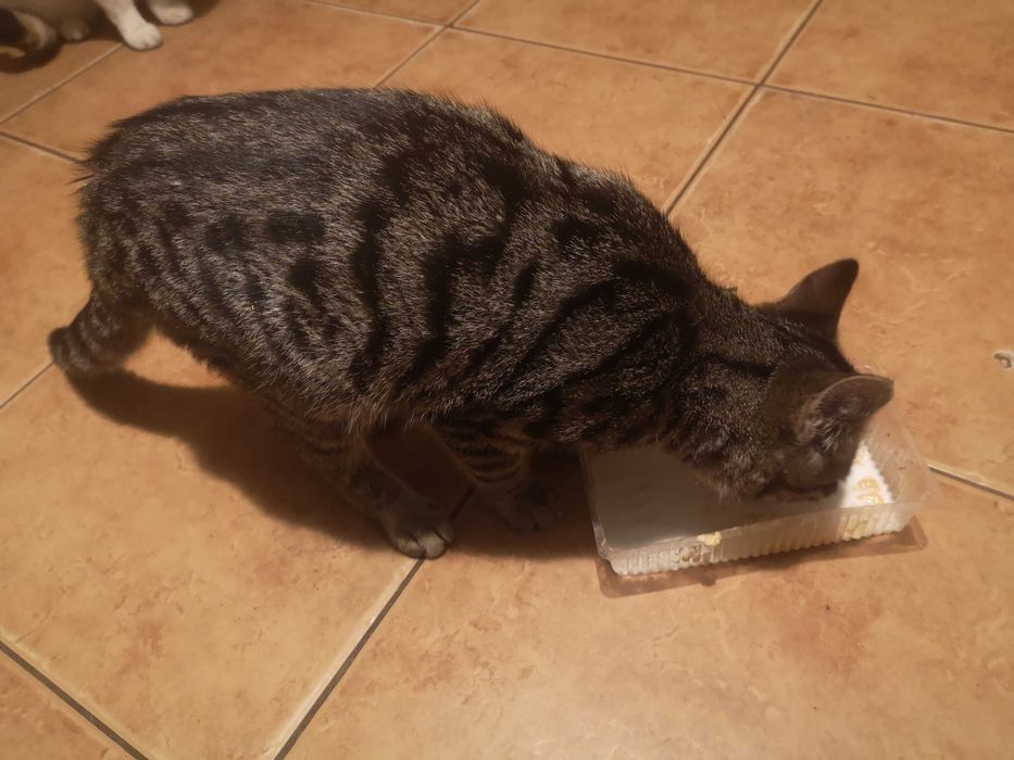 Bury kotek do oddania