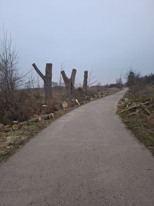 Wycinka i Przycinanie Drzew / Tui z podnośnika koszowego słupsk