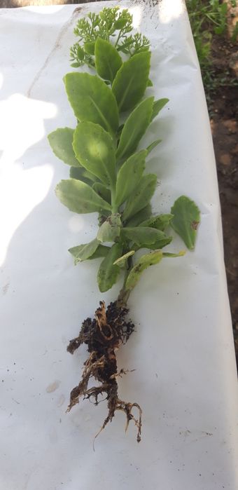 Очіток Седум видний