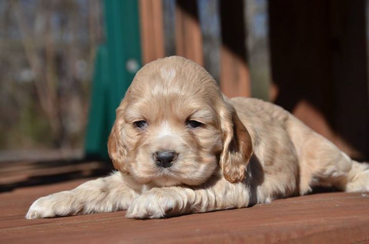 Цуценя для тих, хто мріє про щастя в домі